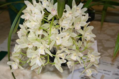 Cymbidium Blanco -Silvina Neira | Casamientos Online