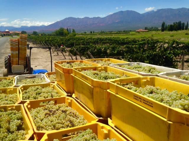 La Estancia de Cafayate Wine & Golf (Quintas y Estancias)